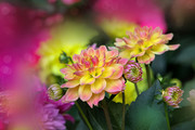 菊花特写照片