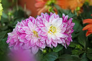 菊花图片下载