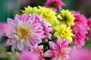 菊花图片大图