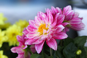 粉色菊花特写图片