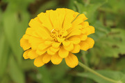 单朵黄色百日菊花卉特写