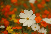 白色格桑花秋季花卉