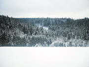 冬季雪松松林风景图片素材