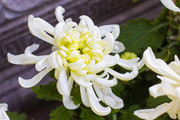 白色菊花特写摄影高清素材