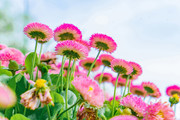 粉色雏菊花朵高清图片下载