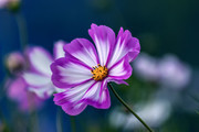 紫色格桑花图片