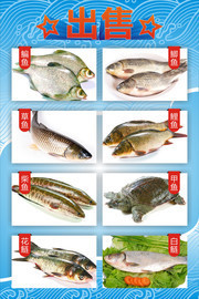 超市淡水鱼出售目录图片素材