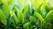 绿叶背景图片设计素材