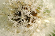 沾满露珠的蒲公英图片下载