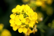 油菜花特写摄影图片