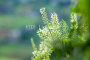 清新龙须藤花摄影图