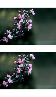 粉色桃花图片