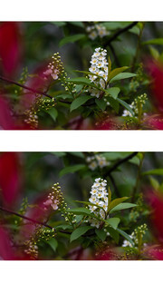 稠李花开图片