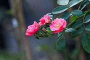 蔷薇花图片