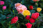 月季花摄影图