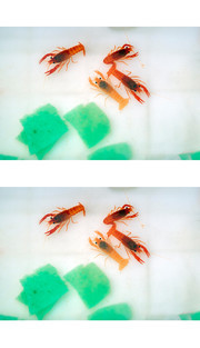 极火虾图片
