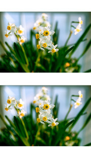 凌波仙子图片
