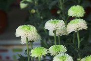 菊花摄影图