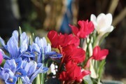 仙客来花卉特写高清素材