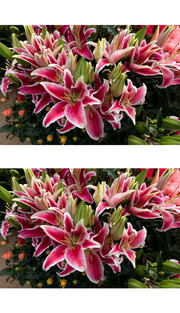 百合花海图片