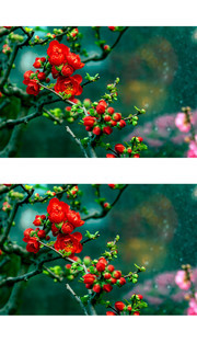 红色海棠花图片