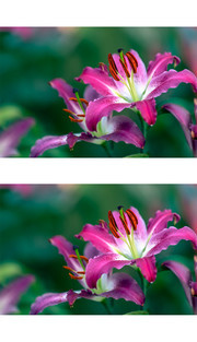 红色百合花图片