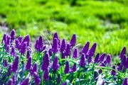 葡萄风信子紫色花卉图片素材