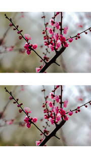 红梅花图片