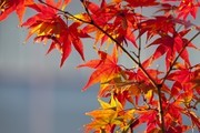 红色枫叶摄影图片素材
