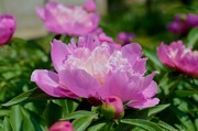 粉色牡丹花图片