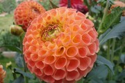 橘色大丽花图片