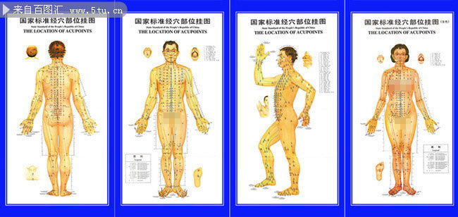 人体穴位经络标准挂图