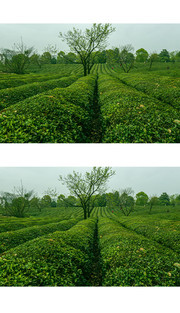 茶园图片
