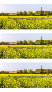 乡村油菜花海照片