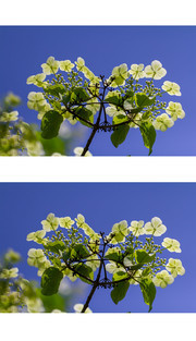 琼花摄影图片