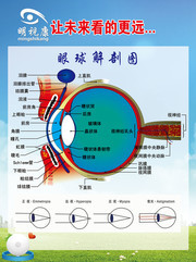 预防近视眼球解剖图图片