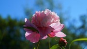 牡丹花花卉特写摄影图片