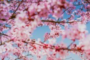 唯美樱花图片