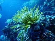 珊瑚海底生物摄影图片素材