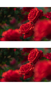 红色月季花图片