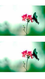 凤尾蝶恋杜鹃花图片