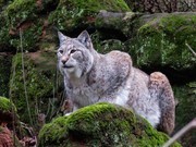 野生动物山猫高清图