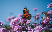 �ɻ��۵ĺ���ͼƬ