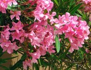 夹竹桃花朵图片