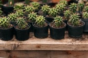 盆栽仙人掌的图片下载