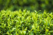 嫩绿的茶叶摄影图片素材