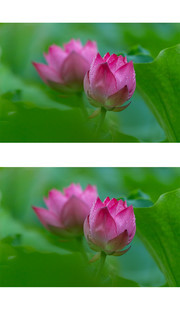 粉红荷花特写图片