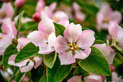 榅桲花粉色小花花朵图片高清