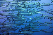 沙丁鱼群海底生物图片高清