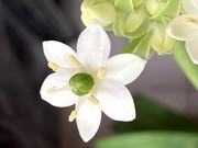 白色花朵特写摄影图片高清